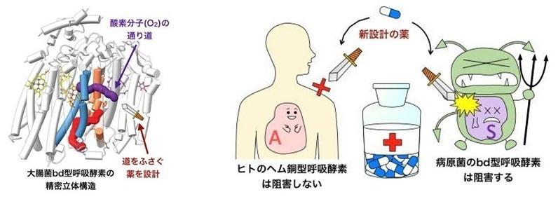 世界初 大腸菌 呼吸酵素 の精密立体構造を解明 プレスリリース Topics 九州工業大学