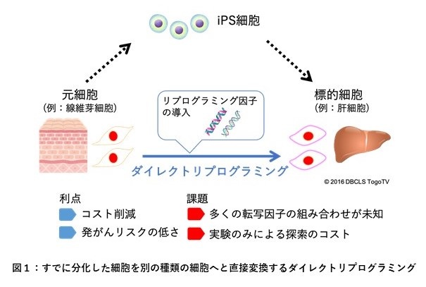 細胞の直接変換を誘導する転写因子を高精度で予測するAI手法を開発