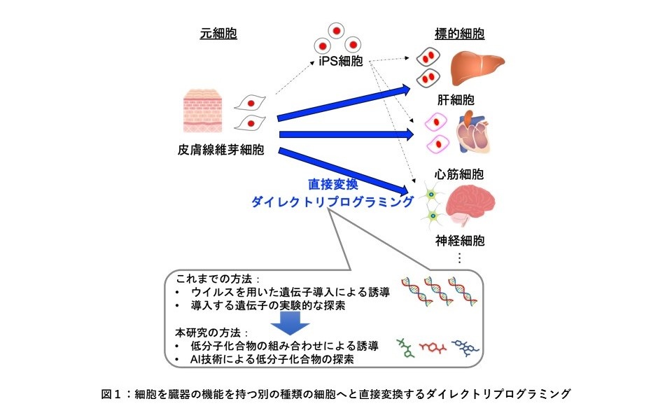 細胞の直接変換を誘導する低分子化合物の組み合わせを予測するAIを開発