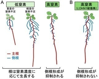植物の栄養環境応答の新しいしくみを発見～植物の窒素利用効率の向上と
